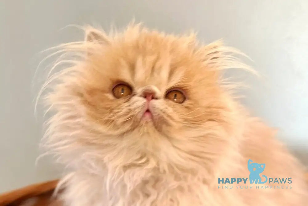 Umka Persian male cream bicolour live animals