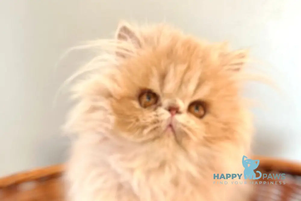 Umka Persian male cream bicolour live animals