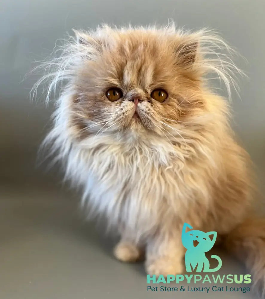 Umka Persian male cream bicolour live animals