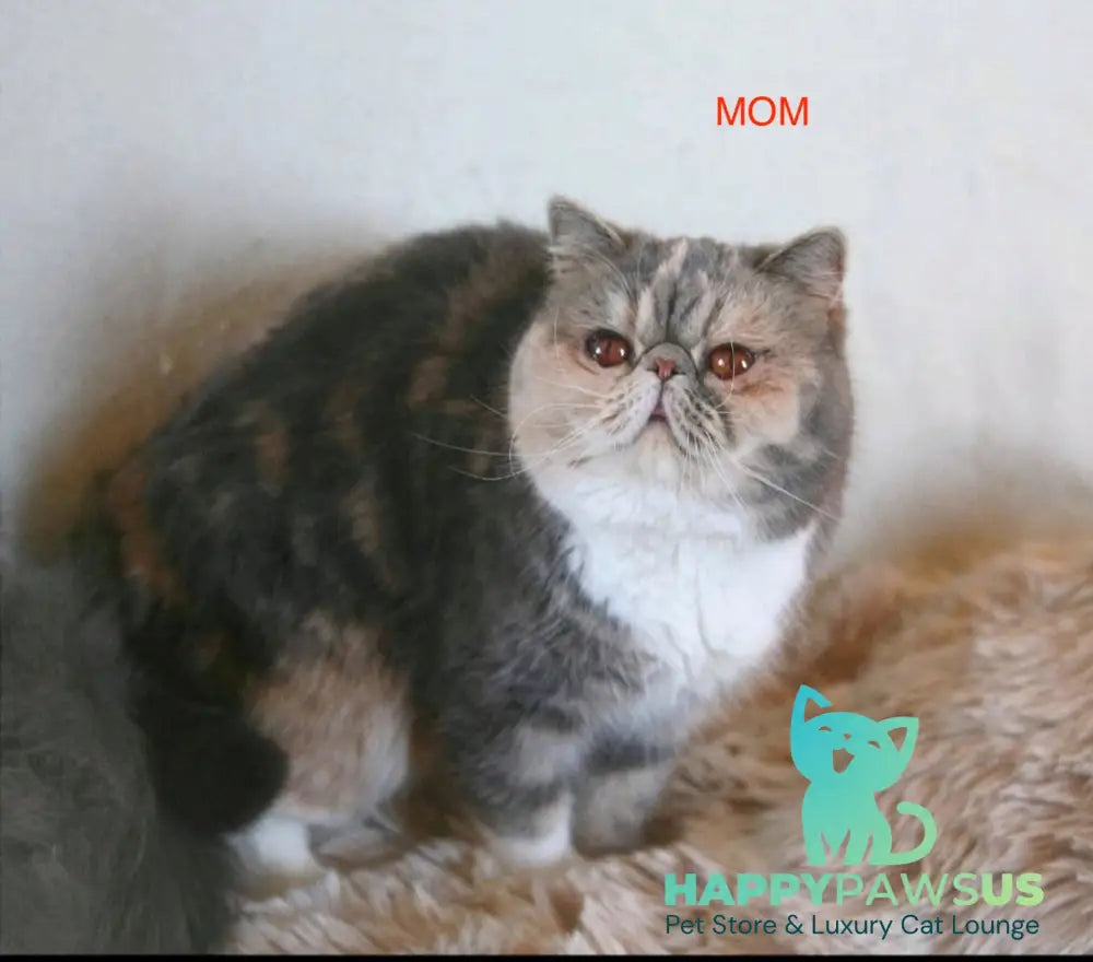 Umka Persian male cream bicolour live animals