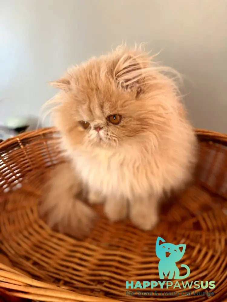 Umka Persian male cream bicolour live animals