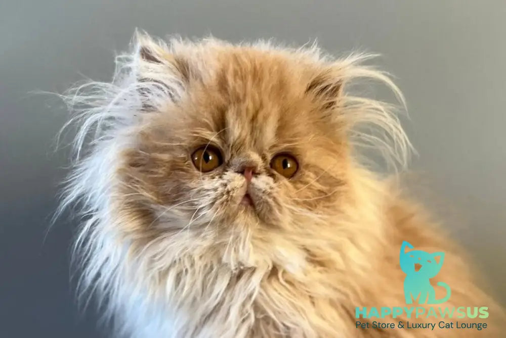 Umka Persian male cream bicolour live animals