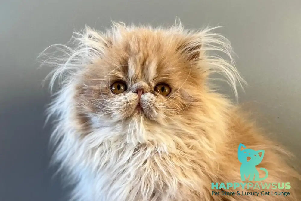 Umka Persian male cream bicolour live animals