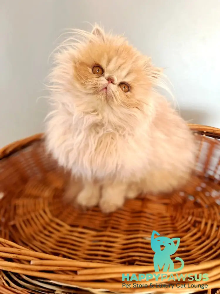 Umka Persian male cream bicolour live animals