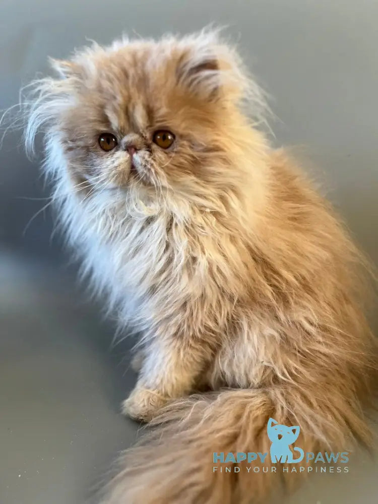 Umka Persian male cream bicolour live animals