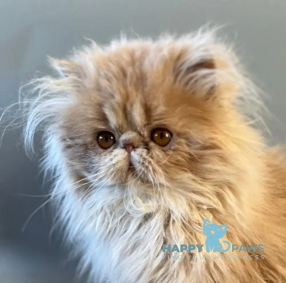 Umka Persian male cream bicolour live animals