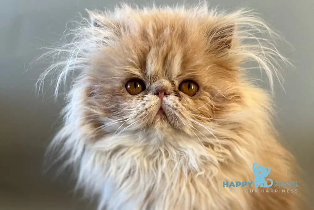 Umka Persian male cream bicolour live animals