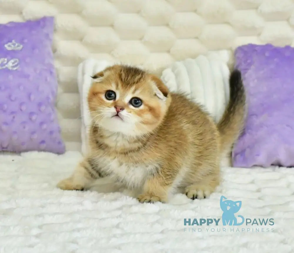 Umka Scottish Fold male black golden ticked tabby live animals