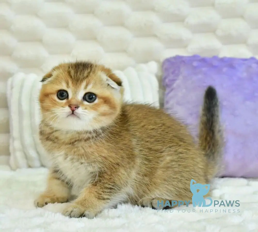 Umka Scottish Fold male black golden ticked tabby live animals