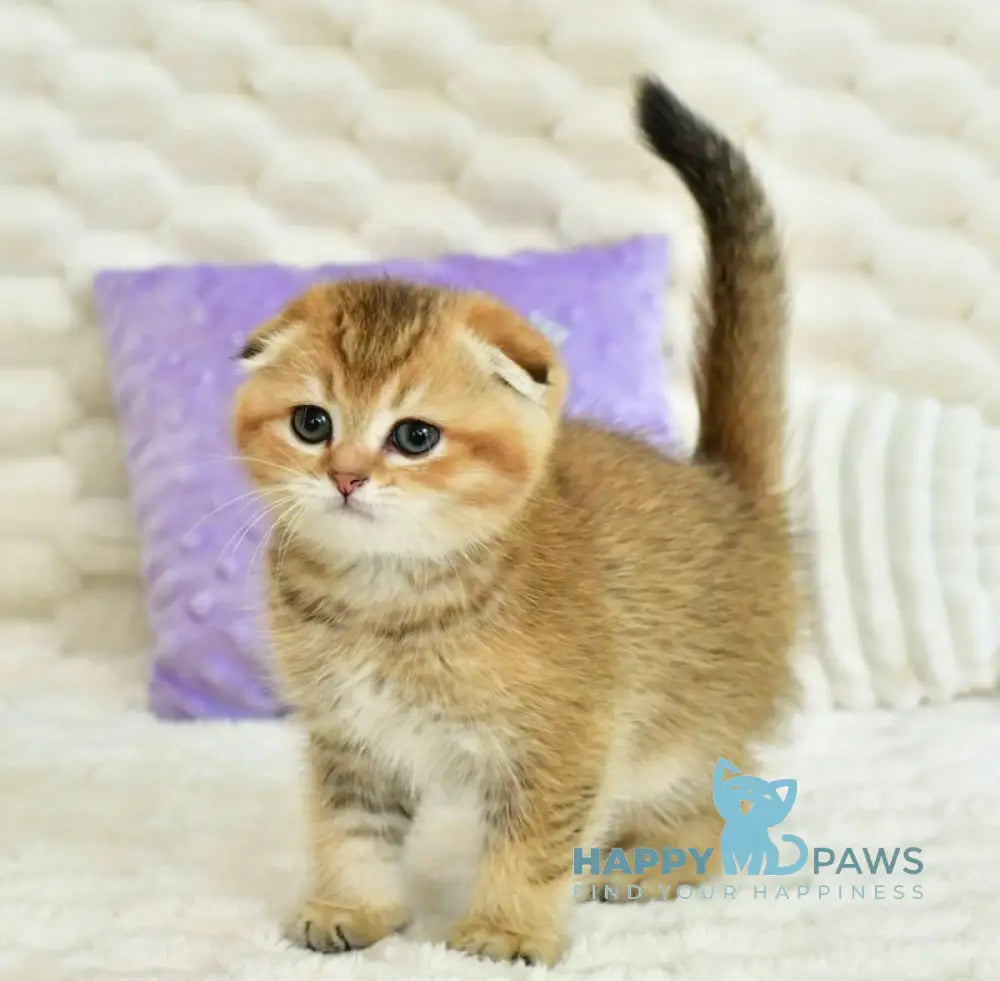 Umka Scottish Fold male black golden ticked tabby live animals