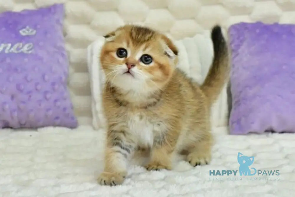 Umka Scottish Fold male black golden ticked tabby live animals