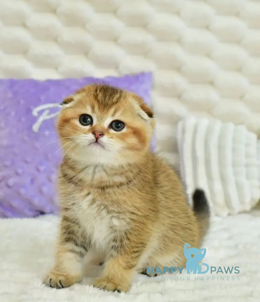 Umka Scottish Fold male black golden ticked tabby live animals