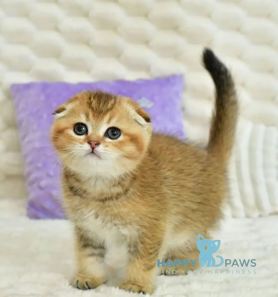 Umka Scottish Fold male black golden ticked tabby live animals