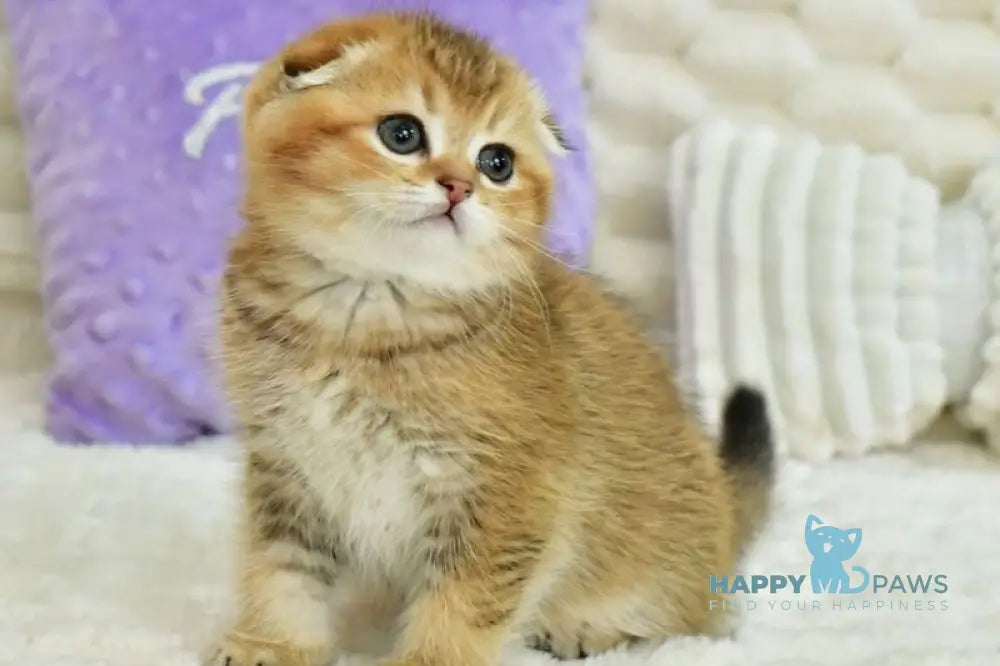 Umka Scottish Fold male black golden ticked tabby live animals
