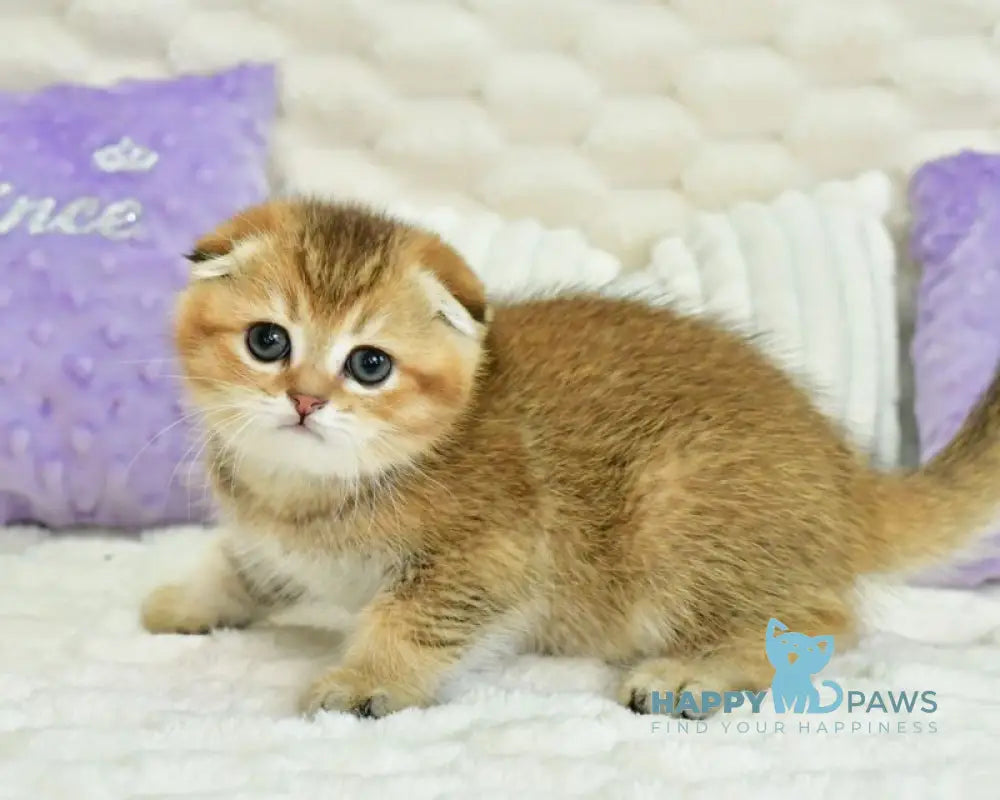 Umka Scottish Fold male black golden ticked tabby live animals