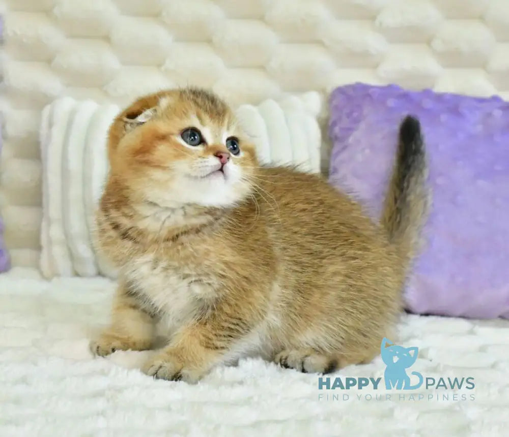 Umka Scottish Fold male black golden ticked tabby live animals