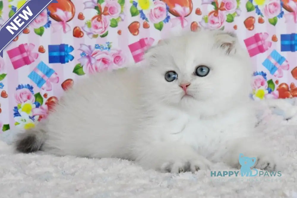 Umka Scottish Fold male blue golden shaded live animals