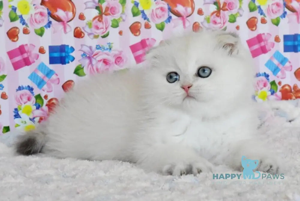 Umka Scottish Fold male blue golden shaded live animals