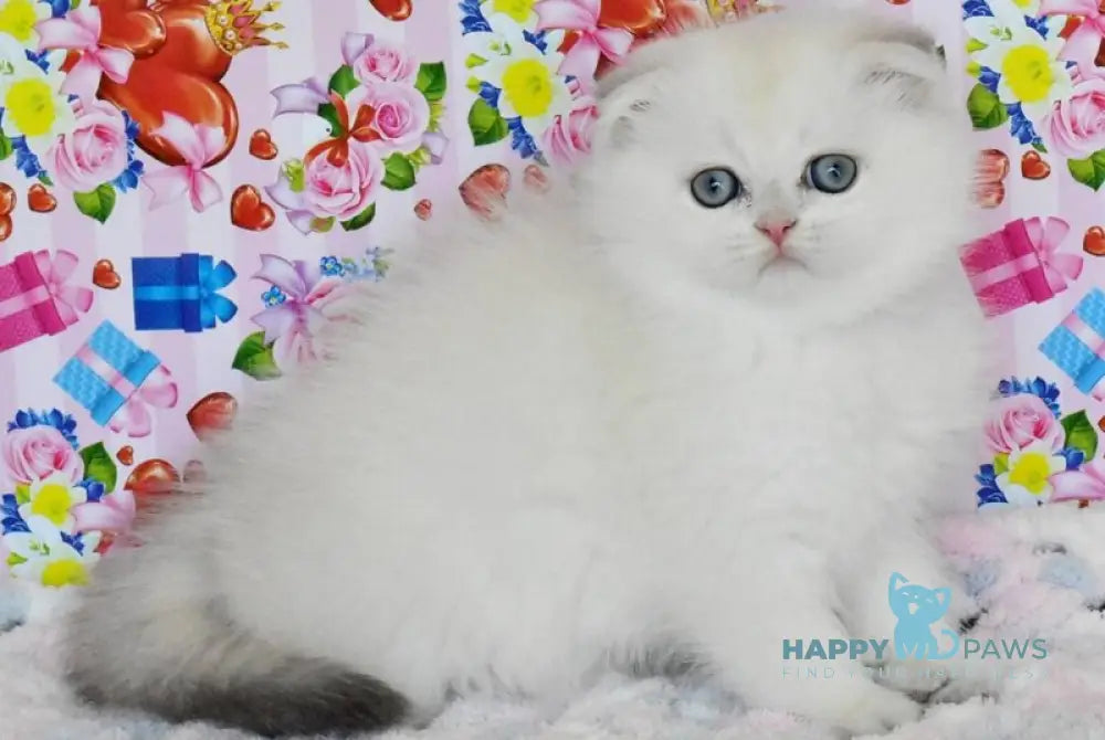 Umka Scottish Fold male blue golden shaded live animals