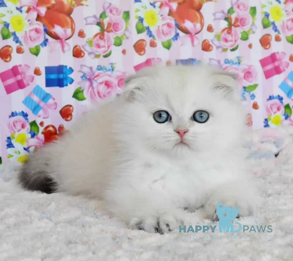 Umka Scottish Fold male blue golden shaded live animals
