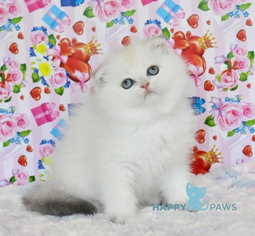 Umka Scottish Fold male blue golden shaded live animals