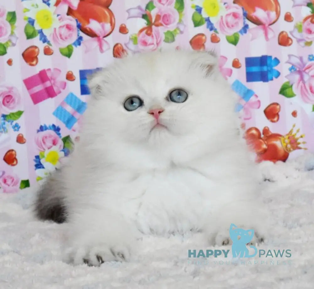 Umka Scottish Fold male blue golden shaded live animals