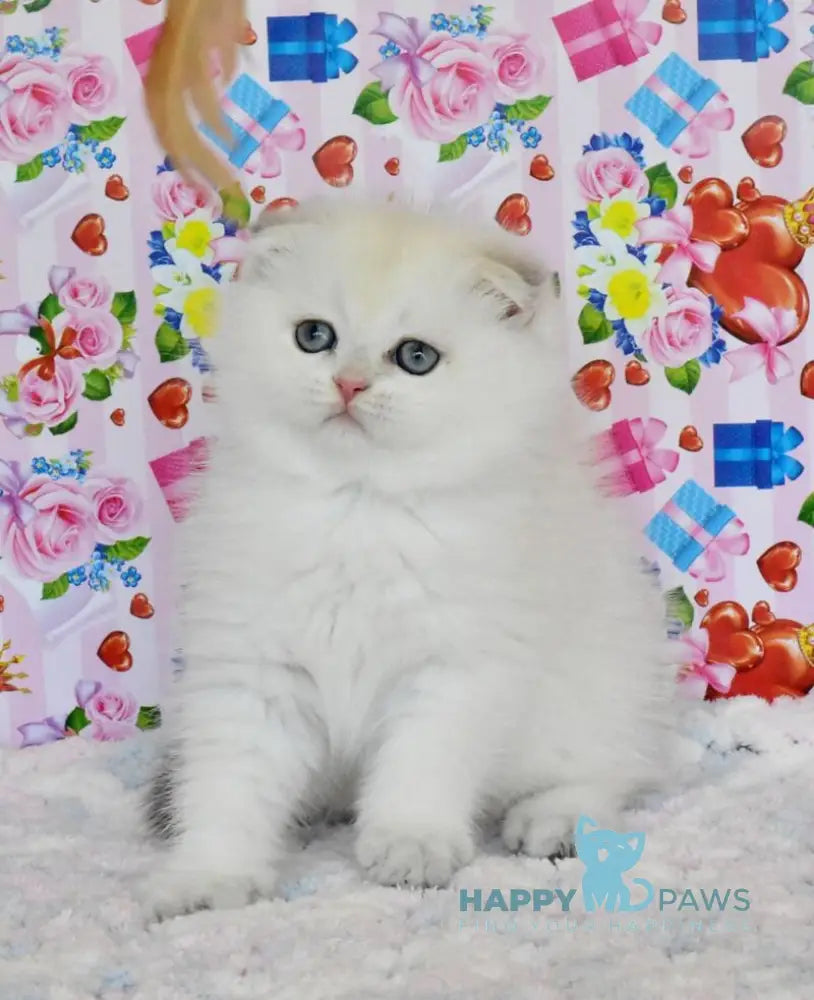 Umka Scottish Fold male blue golden shaded live animals