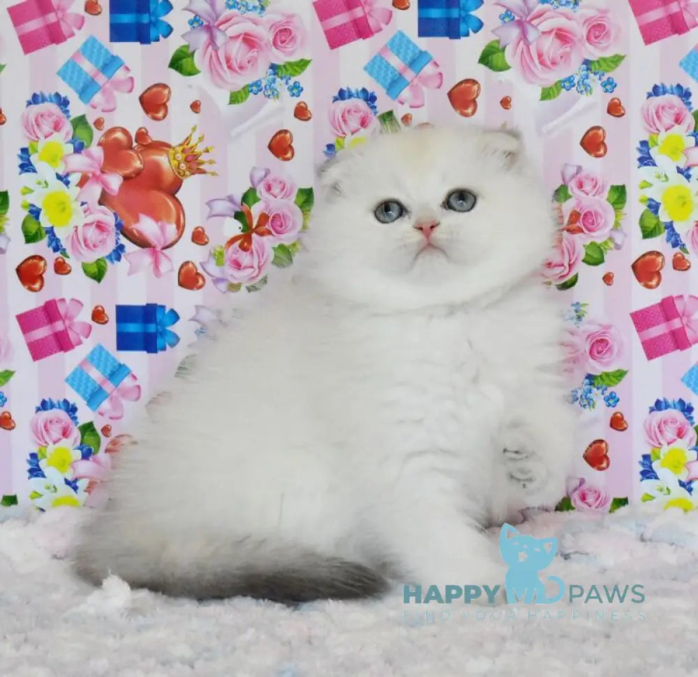 Umka Scottish Fold male blue golden shaded live animals