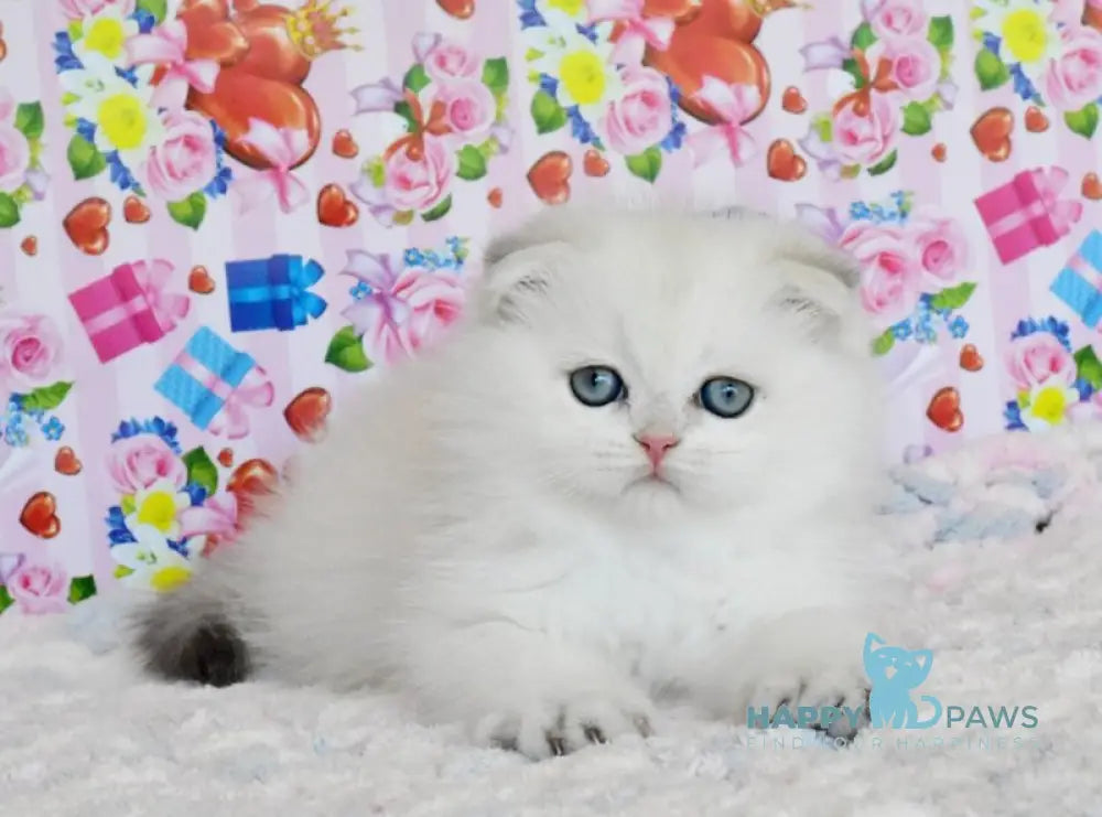 Umka Scottish Fold male blue golden shaded live animals