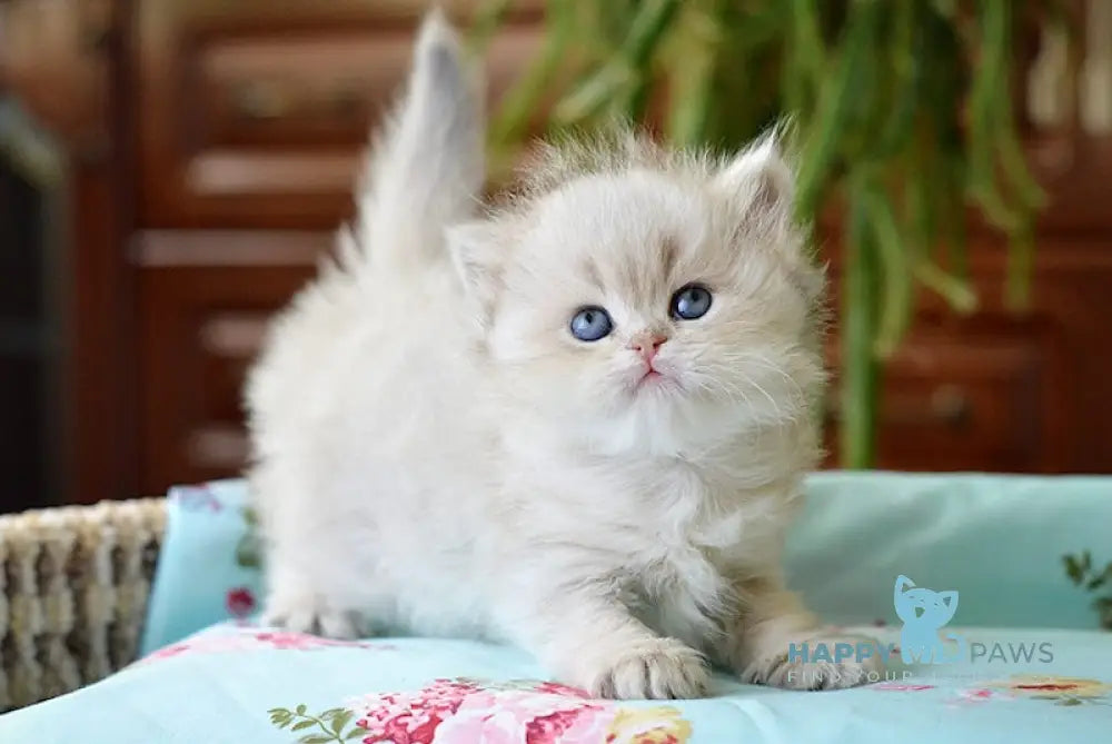 Umma British Longhair female blue golden chinchilla live animals