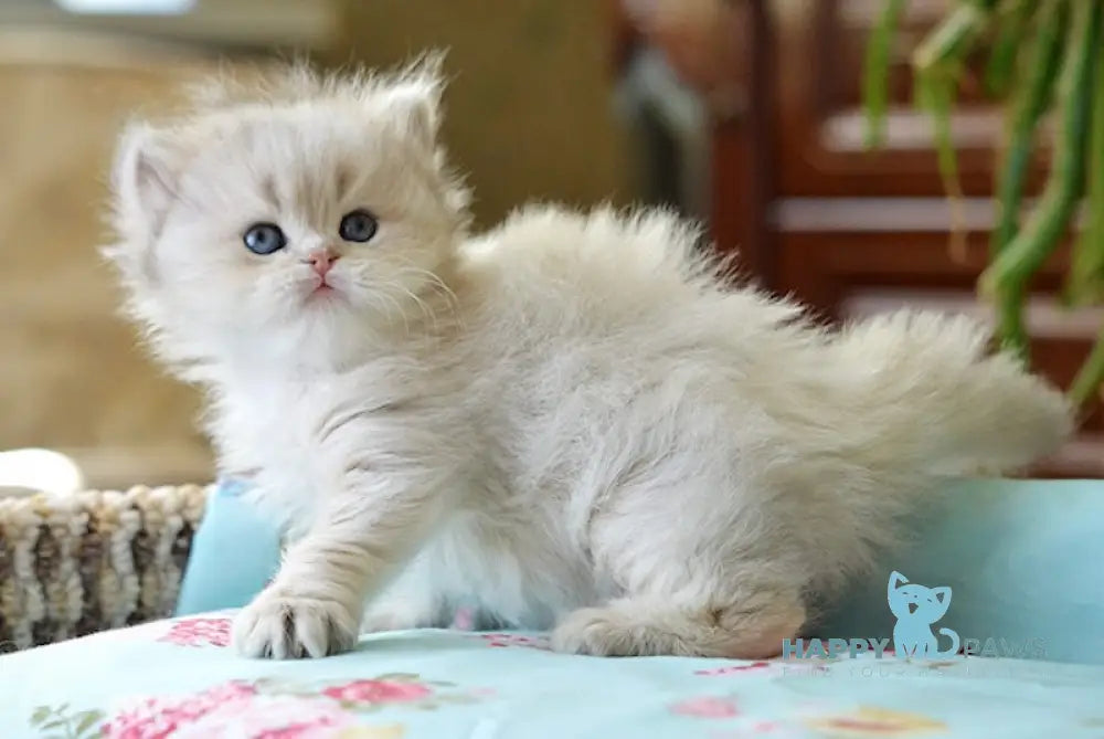 Umma British Longhair female blue golden chinchilla live animals