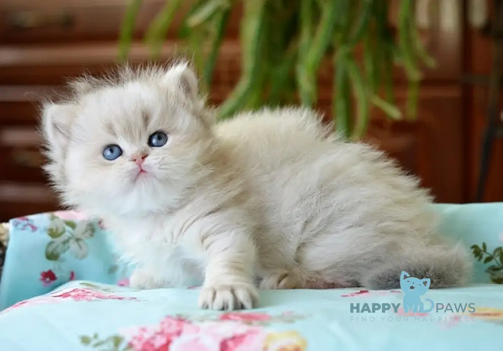Umma British Longhair female blue golden chinchilla live animals