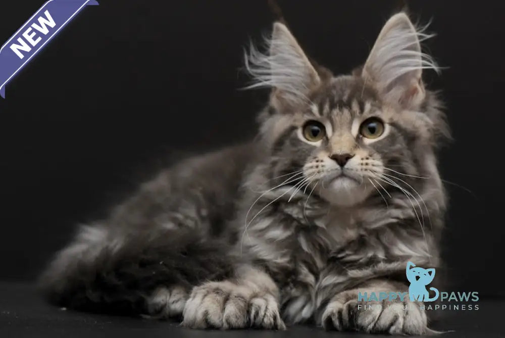 Umnik Maine Coon polydactyl male blue tabby live animals