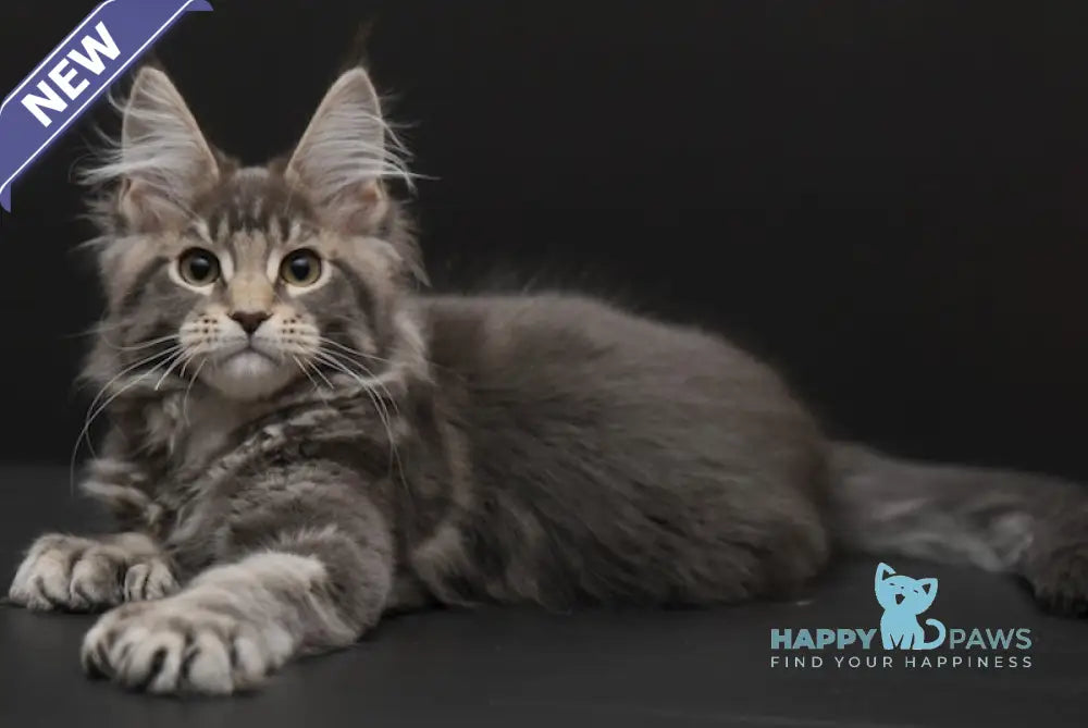 Umnik Maine Coon polydactyl male blue tabby live animals