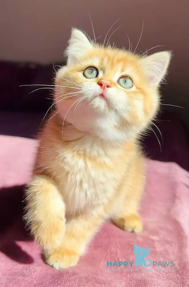Una British Shorthair female black golden spotted tabby live animals