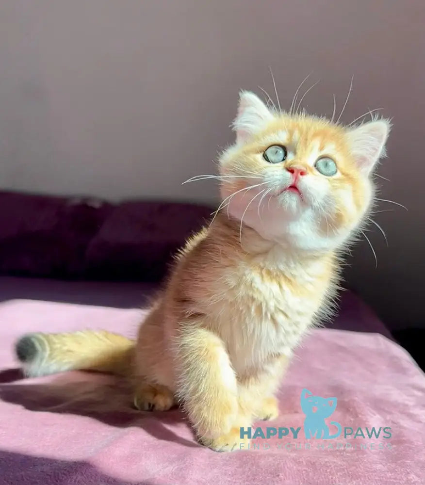 Una British Shorthair female black golden spotted tabby live animals