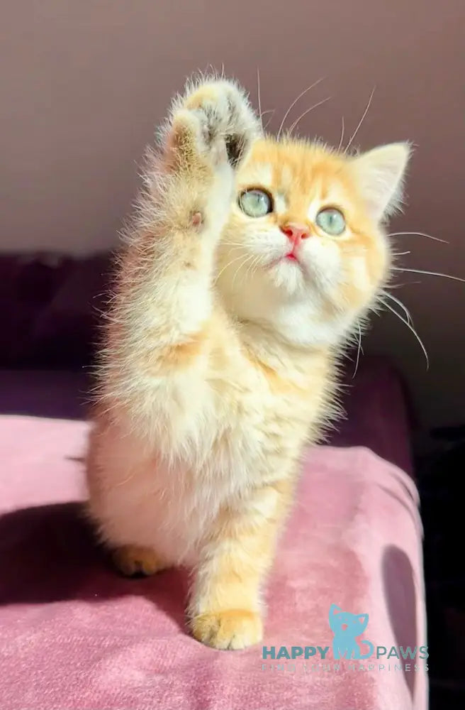Una British Shorthair female black golden spotted tabby live animals