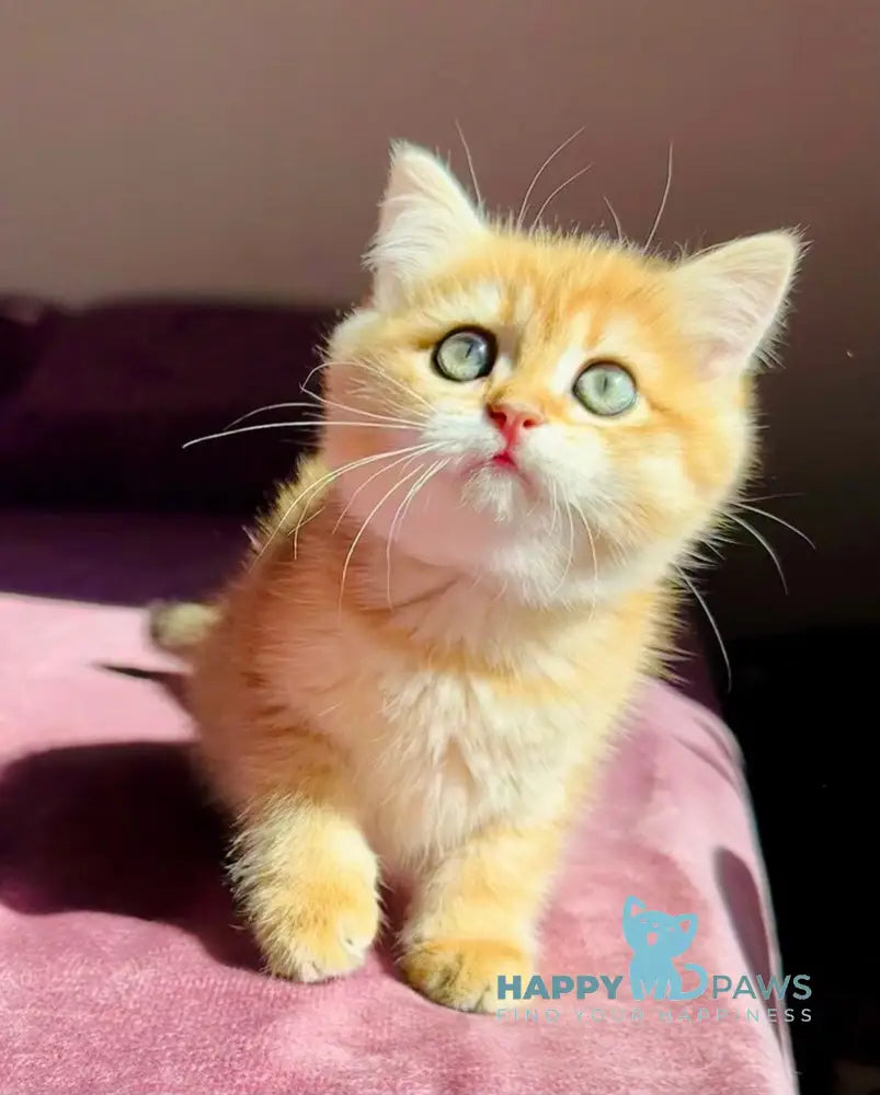 Una British Shorthair female black golden spotted tabby live animals