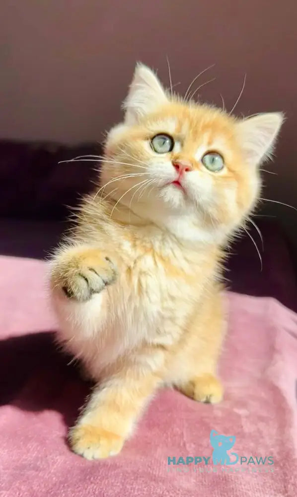 Una British Shorthair female black golden spotted tabby live animals