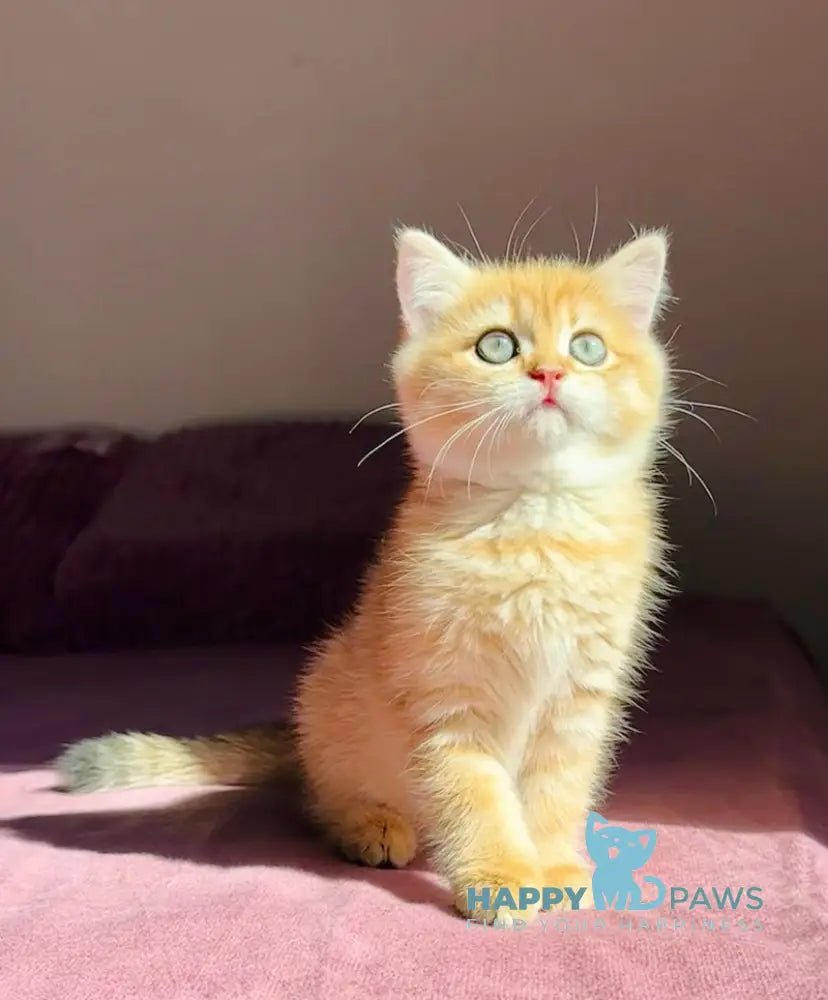 Una British Shorthair female black golden spotted tabby live animals