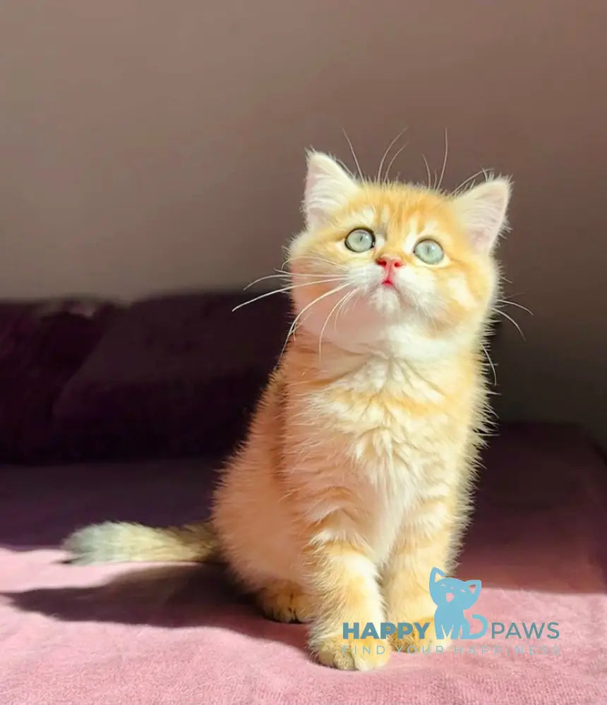 Una British Shorthair female black golden spotted tabby live animals