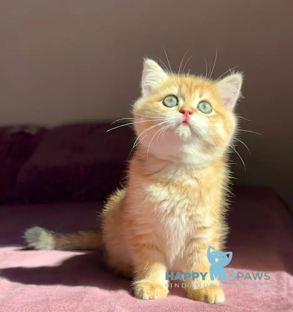 Una British Shorthair female black golden spotted tabby live animals