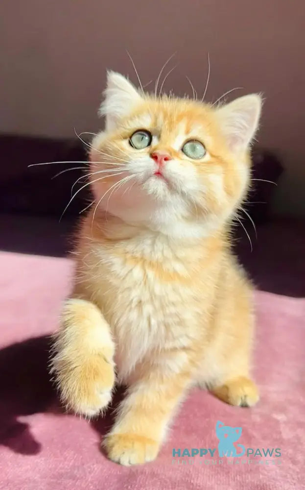 Una British Shorthair female black golden spotted tabby live animals