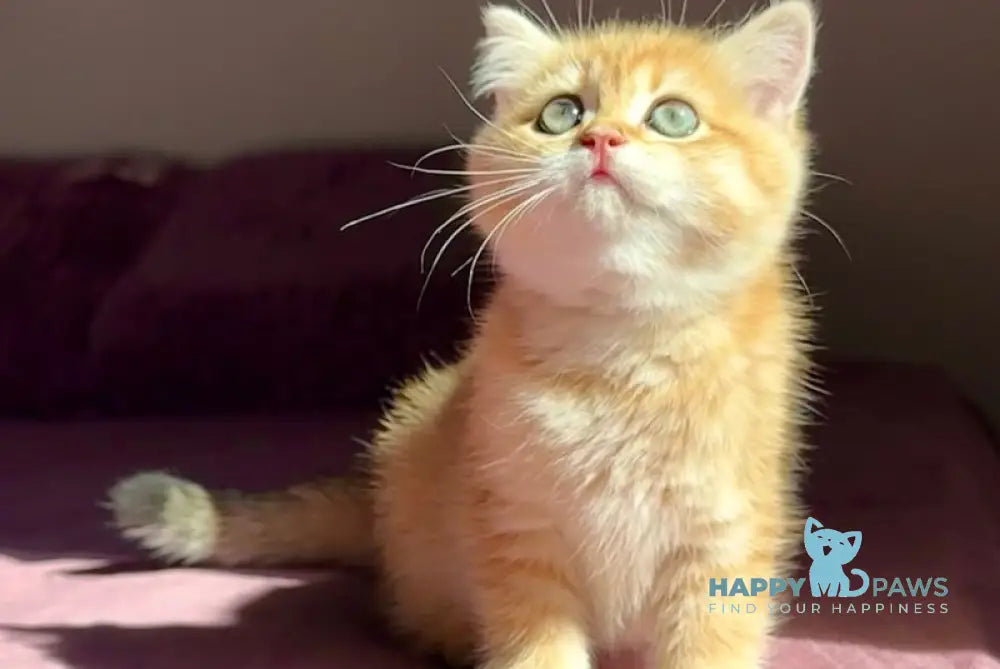 Una British Shorthair female black golden spotted tabby live animals