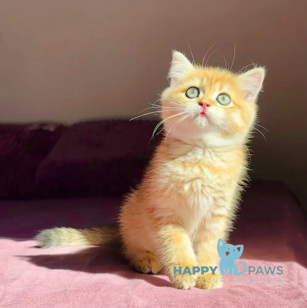 Una British Shorthair female black golden spotted tabby live animals