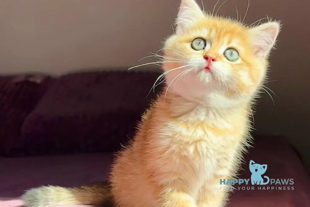 Una British Shorthair female black golden spotted tabby live animals