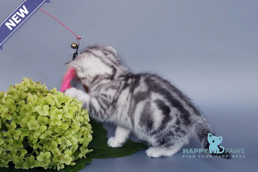 Una British Shorthair female black silver tabby live animals