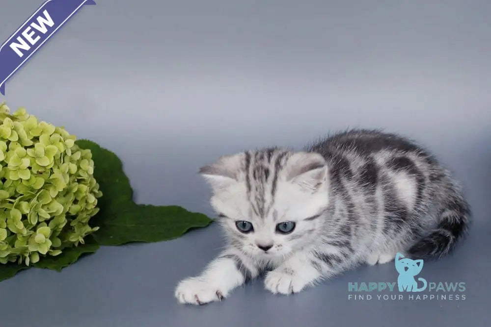Una British Shorthair female black silver tabby live animals