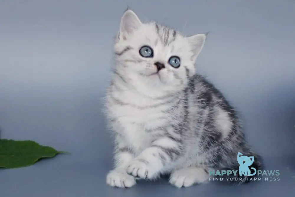 Una British Shorthair female black silver tabby live animals