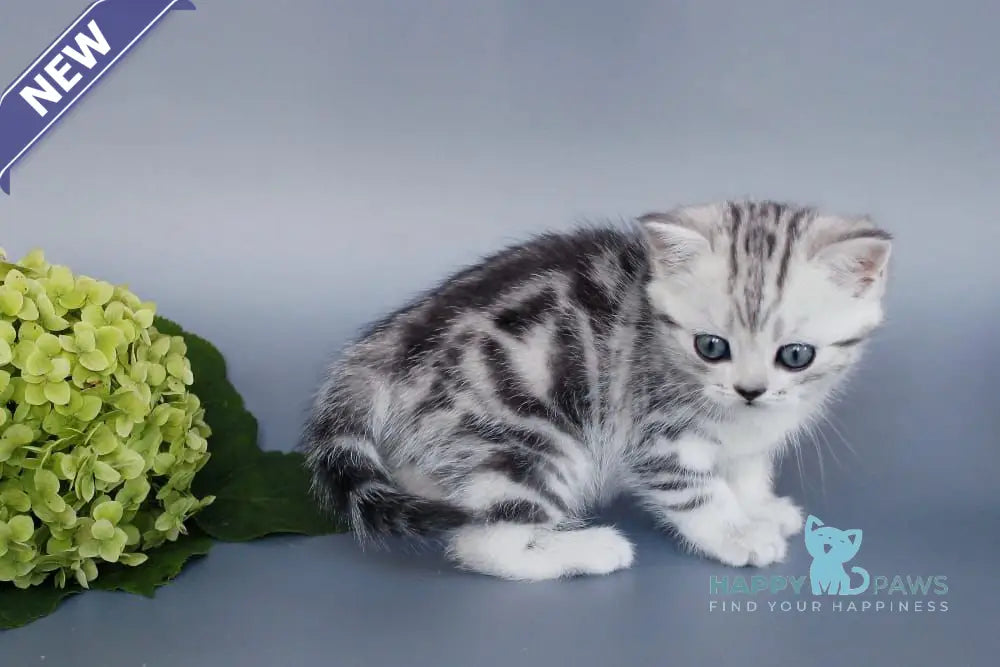 Una British Shorthair female black silver tabby live animals